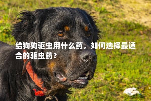 给狗狗驱虫用什么药，如何选择最适合的驱虫药？