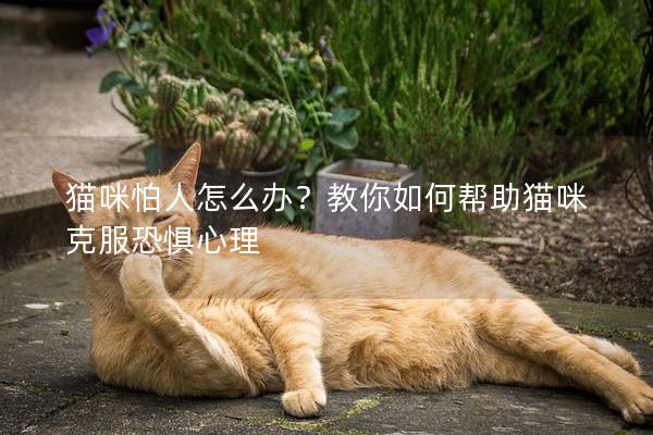 猫咪怕人怎么办？教你如何帮助猫咪克服恐惧心理