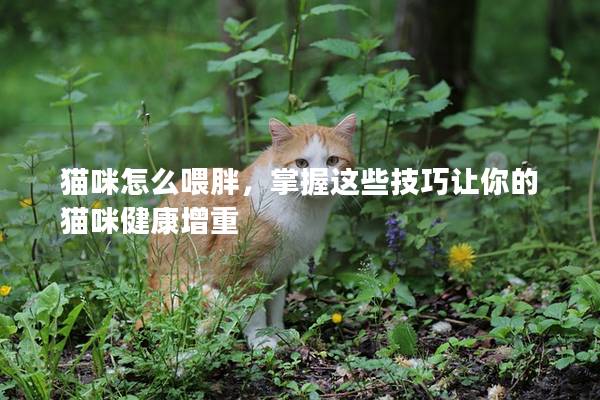 猫咪怎么喂胖，掌握这些技巧让你的猫咪健康增重