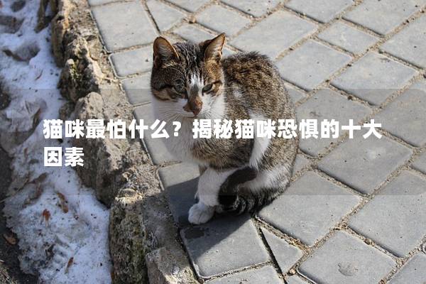猫咪最怕什么？揭秘猫咪恐惧的十大因素