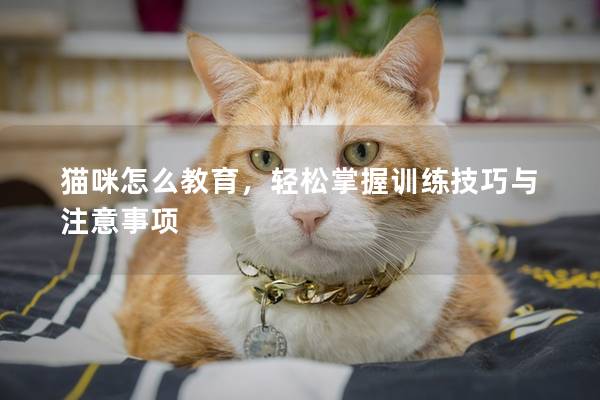 猫咪怎么教育，轻松掌握训练技巧与注意事项