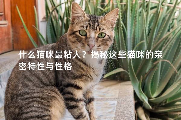 什么猫咪最粘人？揭秘这些猫咪的亲密特性与性格