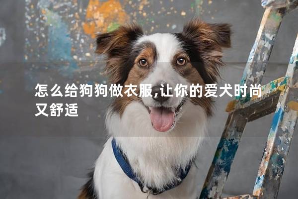 怎么给狗狗做衣服,让你的爱犬时尚又舒适
