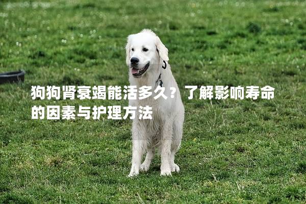 狗狗肾衰竭能活多久？了解影响寿命的因素与护理方法