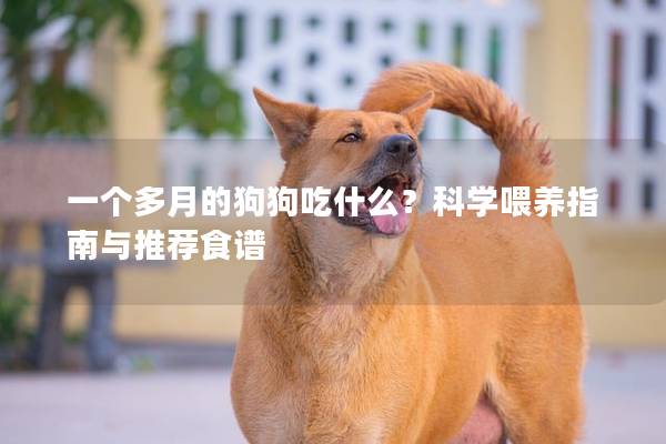 一个多月的狗狗吃什么？科学喂养指南与推荐食谱