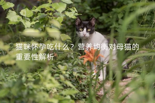 猫咪怀孕吃什么？营养均衡对母猫的重要性解析