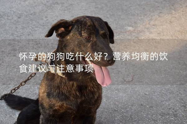 怀孕的狗狗吃什么好？营养均衡的饮食建议与注意事项