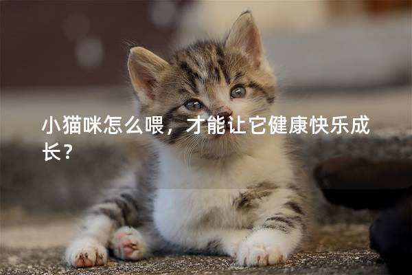 小猫咪怎么喂，才能让它健康快乐成长？