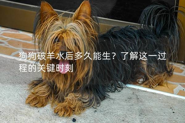 狗狗破羊水后多久能生？了解这一过程的关键时刻