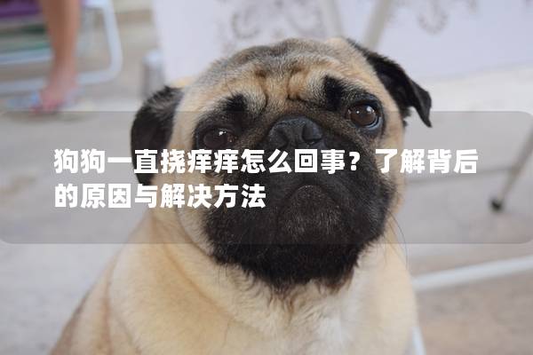 狗狗一直挠痒痒怎么回事？了解背后的原因与解决方法