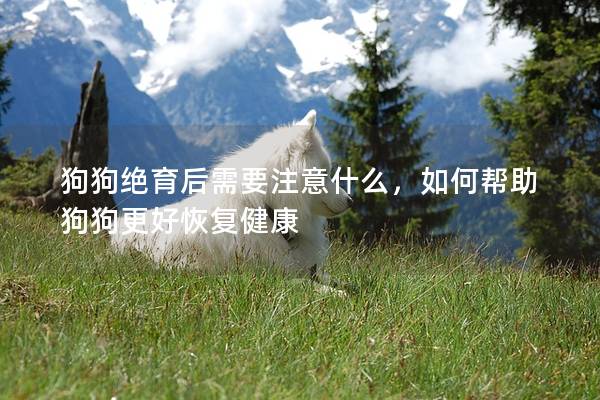 狗狗绝育后需要注意什么，如何帮助狗狗更好恢复健康