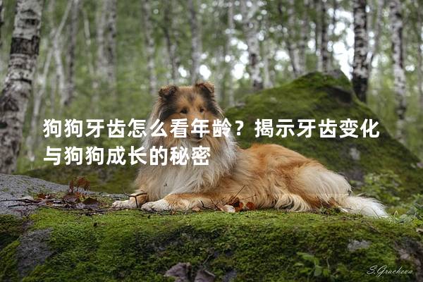 狗狗牙齿怎么看年龄？揭示牙齿变化与狗狗成长的秘密