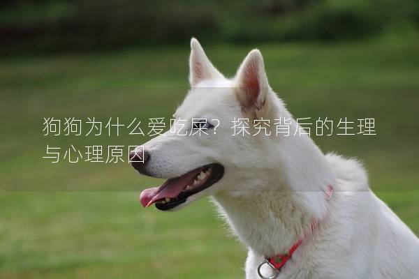 狗狗为什么爱吃屎？探究背后的生理与心理原因