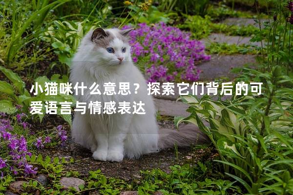 小猫咪什么意思？探索它们背后的可爱语言与情感表达