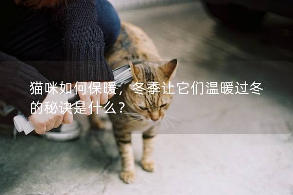 猫咪如何保暖，冬季让它们温暖过冬的秘诀是什么？