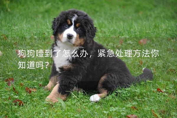 狗狗噎到了怎么办，紧急处理方法你知道吗？