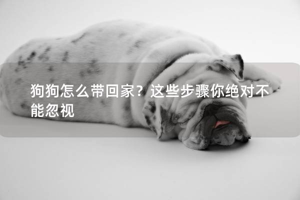 狗狗怎么带回家？这些步骤你绝对不能忽视
