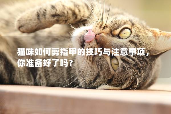 猫咪如何剪指甲的技巧与注意事项，你准备好了吗？