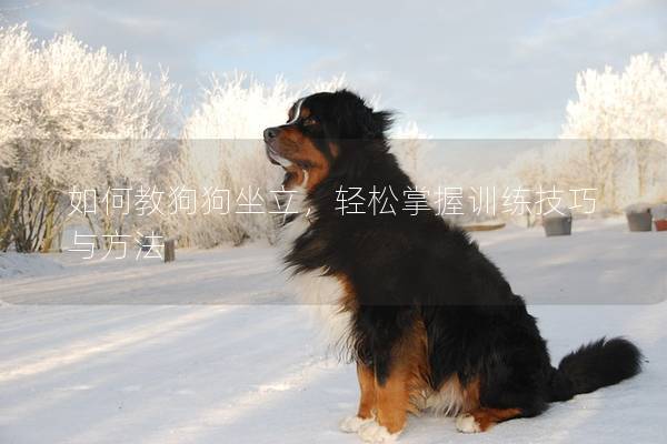 如何教狗狗坐立，轻松掌握训练技巧与方法