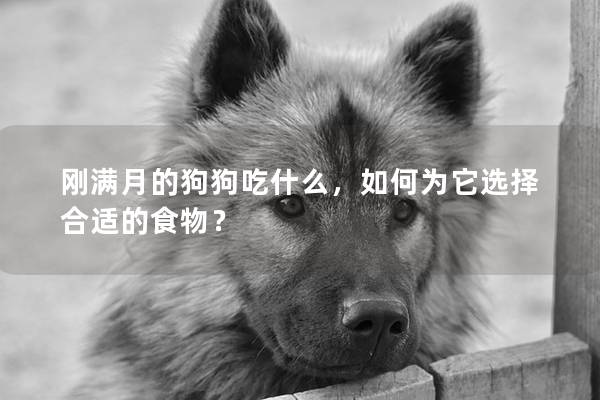 刚满月的狗狗吃什么，如何为它选择合适的食物？