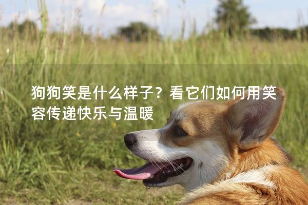 狗狗笑是什么样子？看它们如何用笑容传递快乐与温暖