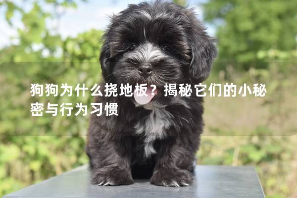 狗狗为什么挠地板？揭秘它们的小秘密与行为习惯