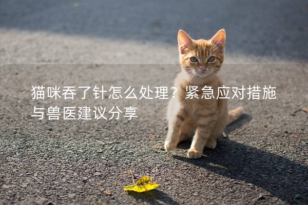 猫咪吞了针怎么处理？紧急应对措施与兽医建议分享