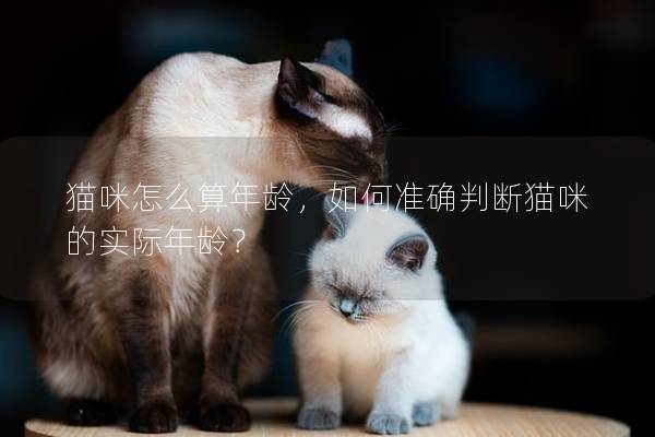 猫咪怎么算年龄，如何准确判断猫咪的实际年龄？