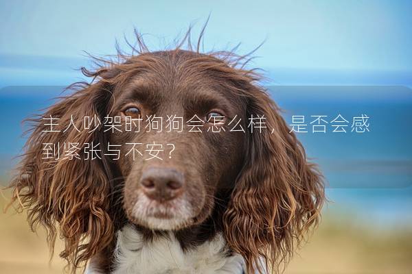 主人吵架时狗狗会怎么样，是否会感到紧张与不安？