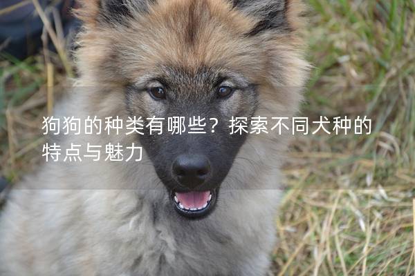 狗狗的种类有哪些？探索不同犬种的特点与魅力