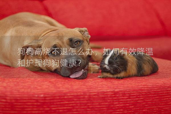 狗狗高烧不退怎么办，如何有效降温和护理狗狗健康？