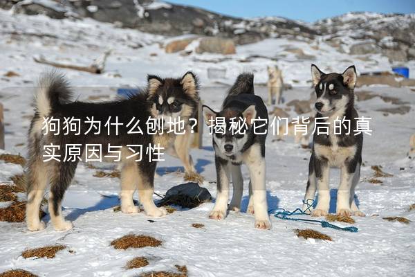 狗狗为什么刨地？揭秘它们背后的真实原因与习性