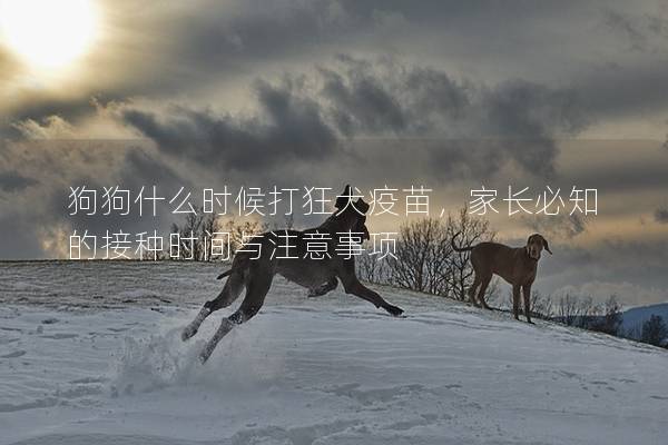 狗狗什么时候打狂犬疫苗，家长必知的接种时间与注意事项