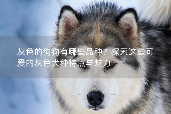 灰色的狗狗有哪些品种？探索这些可爱的灰色犬种特点与魅力