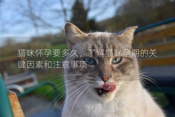 猫咪怀孕要多久，了解猫咪孕期的关键因素和注意事项