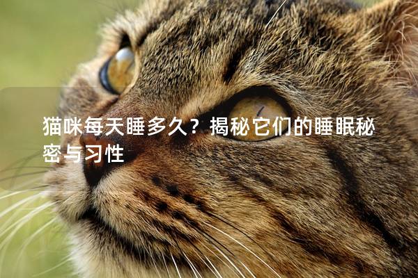 猫咪每天睡多久？揭秘它们的睡眠秘密与习性