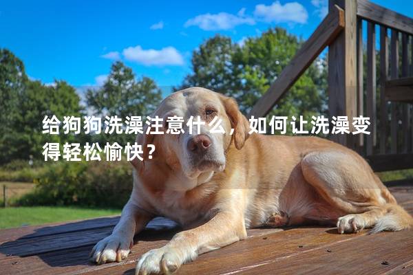 给狗狗洗澡注意什么，如何让洗澡变得轻松愉快？
