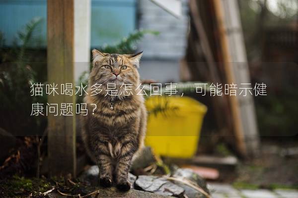 猫咪喝水多是怎么回事，可能暗示健康问题吗？