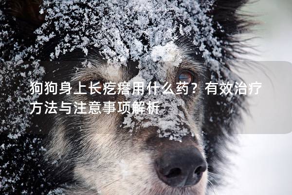 狗狗身上长疙瘩用什么药？有效治疗方法与注意事项解析