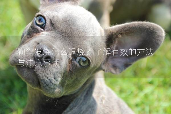 狗狗发烧怎么退烧？了解有效的方法与注意事项