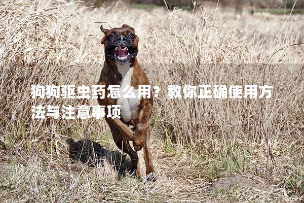 狗狗驱虫药怎么用？教你正确使用方法与注意事项