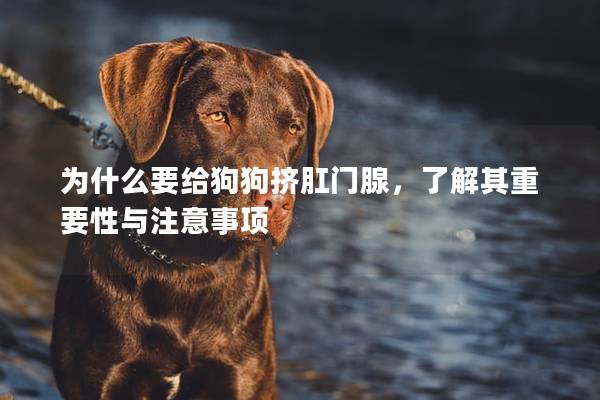 为什么要给狗狗挤肛门腺，了解其重要性与注意事项