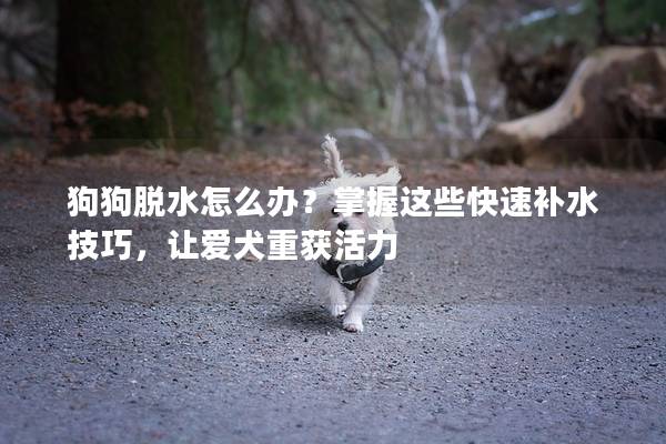 狗狗脱水怎么办？掌握这些快速补水技巧，让爱犬重获活力