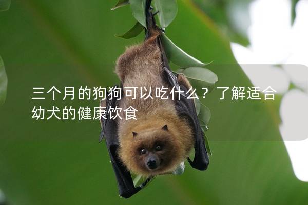 三个月的狗狗可以吃什么？了解适合幼犬的健康饮食