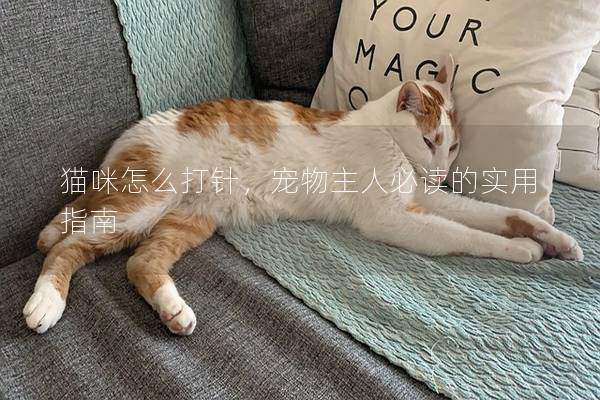 猫咪怎么打针，宠物主人必读的实用指南