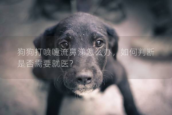 狗狗打喷嚏流鼻涕怎么办，如何判断是否需要就医？