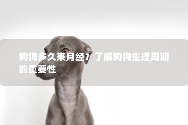 狗狗多久来月经？了解狗狗生理周期的重要性