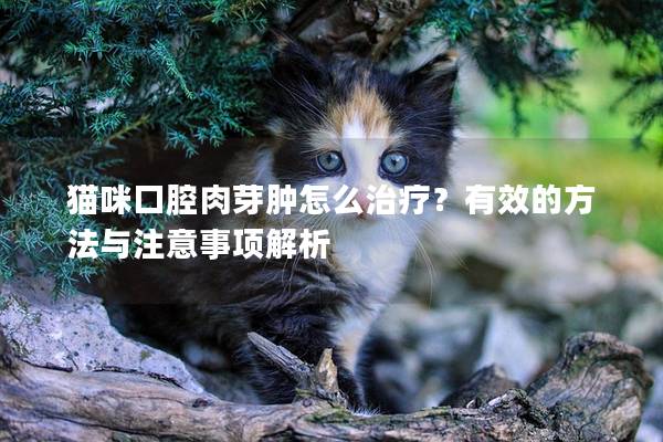 猫咪口腔肉芽肿怎么治疗？有效的方法与注意事项解析