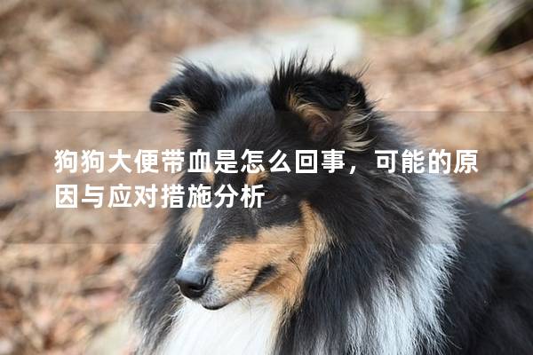 狗狗大便带血是怎么回事，可能的原因与应对措施分析