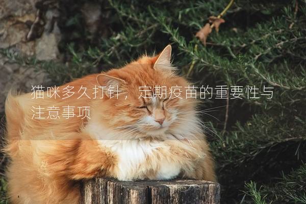 猫咪多久打针，定期疫苗的重要性与注意事项